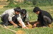 Công ty Cao su Hương Khê phấn đấu trồng 1.200 ha cao su trong năm 2013